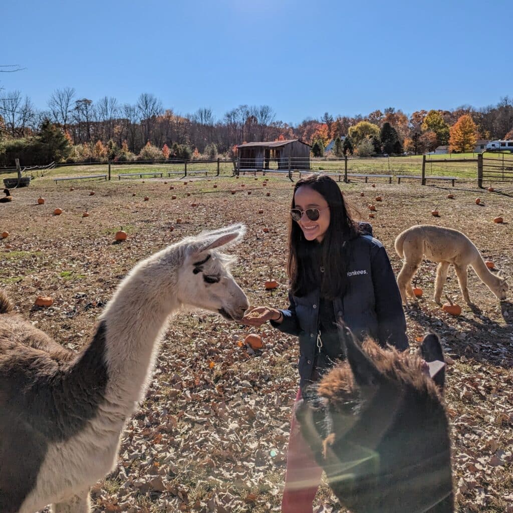 Shilpi Kapoor feeding llamas