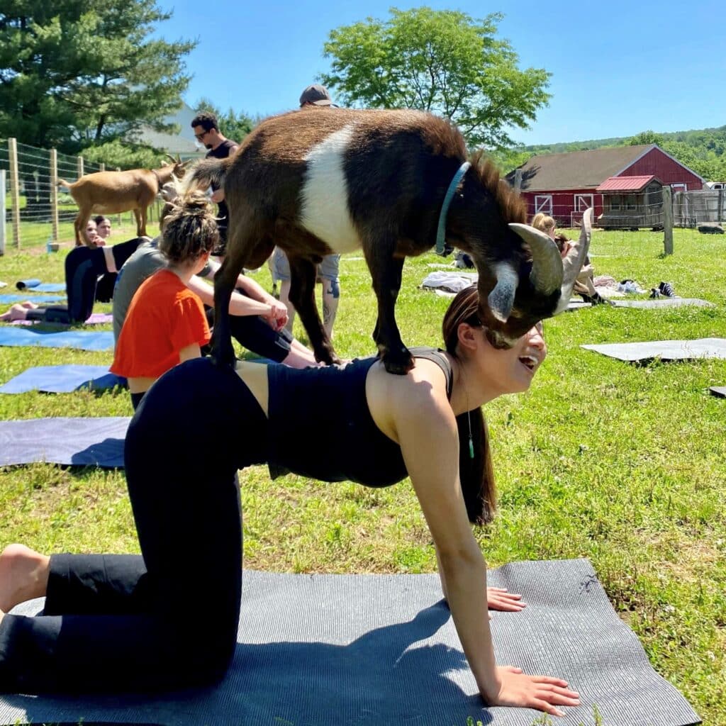 Michaela Chee doing goat yoga